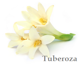 Tuberoza - nuta zapachowa świecy do masażu EMOTION